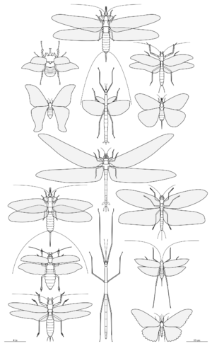 Largest insects size comparison