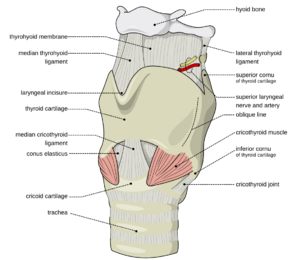 Larynx external en