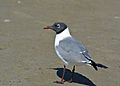 Laughing Gull - mating plumage