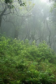 Laurisilva Madeira