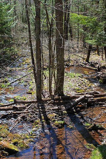 Lick Run looking downstream.jpg