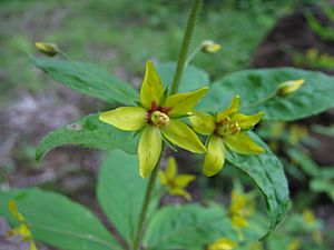 Lysimachia quadrifolia 4319.JPG