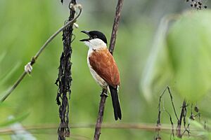 Marsh Tchagra, Luita, DRC (6700728549).jpg