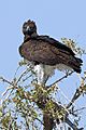 Martial Eagle Front 2019-07-24