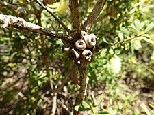 Melaleuca ciliosa (fruits)