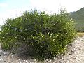 Melaleuca lutea (habit)