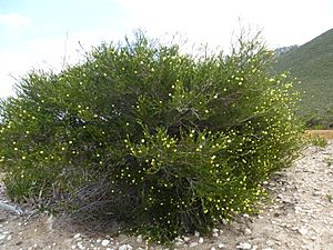 Melaleuca lutea (habit).JPG