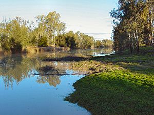 Mitchell Maranoa River DSC03260