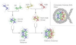 Nucleosome structure