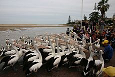 Pelican feeding at The Entrance