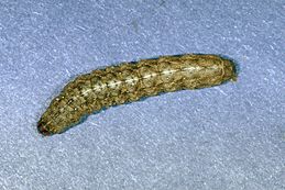 Peridroma saucia