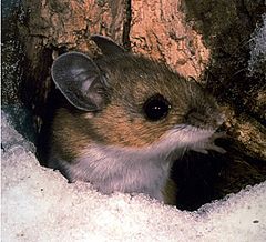 Peromyscus maniculatus.jpg