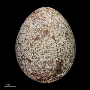 Phaethon rubricauda MHNT.ZOO.2010.11.2.14