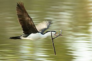 Phalacrocorax varius - Centennial Park