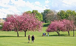 Pink Blossoms in Ilkley