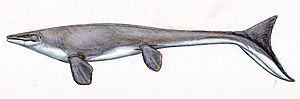 Platecarpus2010