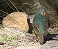 Ptilonorhynchus violaceus -Victoria, Australia -female-8