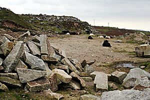 Quarry Waste and Cattle on Caradon Hill - geograph.org.uk - 547037