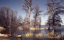 Reelfoot Lake.jpg