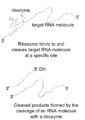 Ribozyme mechanism