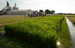 Photo of a flat, agricultural landscape with a black asphalt roadway running directly toward a tree line on the distant horizon.