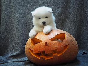 Samoyed puppy