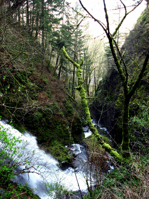 Shepperds Dell SNA - Oregon