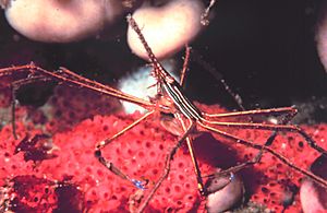 Stenorhynchus seticornis.jpg