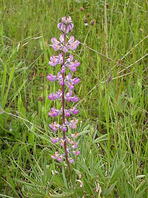 Threatened kincaids lupine flower.jpg