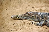 Tomistoma schlegelii fg02