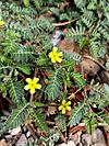 Tribulus terrestris (Family Zygophyllaceae).jpg