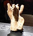 Vertebra de camelops