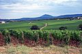 Vineyards Val D'Orcia