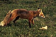 Vulpes vulpes with prey