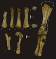 Wintonotitan arm