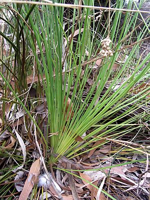 Xanthorrhoea fulva RBG Sydney.JPG