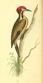 Zoological Illustrations Volume I Plate 20
