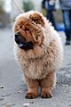 02 - Chow-chow