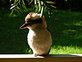 1Kookabura1