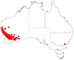 Acacia neurophyllaDistMap628.png