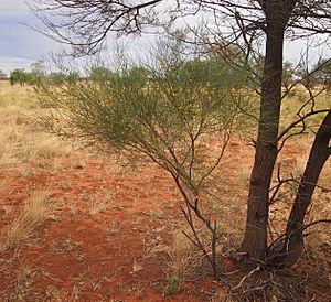 Acacia tenuissima 2.jpg