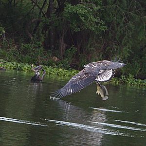 African fish eagle - immature - catches a fish (38184854171)