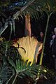 Amorphophallus Flower 0155a