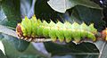 Antheraea pernyi 3rd instar 3 sjh