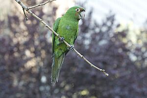 Aratinga erythrogenys-juvenile mainly green