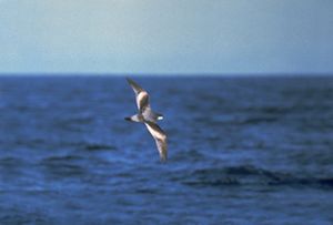 Buller's shearwater