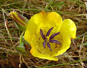 Calochortus clavatus