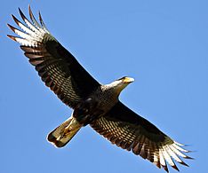 Caracara Plancus (Carancho) 2