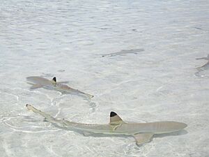 Carcharhinus melanopterus rangiroa