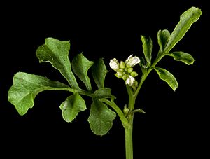 Cardamine hirsuta (8691772885)